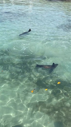 43K views · 353 reactions | These are some of the animals you find on the Galápagos Islands! #galapagosislands #galapagos #tortoise #SeaLions #flamingo #penguin #iguana | Dr. Jen Caudle | Facebook