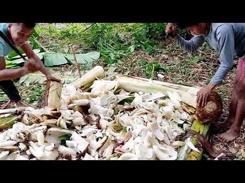 magpatubo ng kabute kahit walang binhi. simpleng pagpapatubo ng kabuteng saging. ||tangaytoto