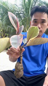649K views · 3.4K reactions | Marcotting procedure rubber plant tree #marcotting #rubberplant #rubbertree #gardeningtips #plantbased #propagating | Jayson Gaylan | Facebook