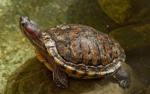 How turtles use temperature to figure out their sex