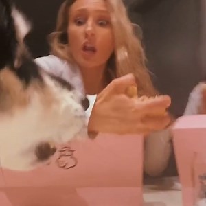 Here's me commentary on DOGS being dodgy 🎙 | Ozzy Man Reviews