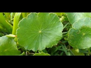 Cairuçu/(Hydrocotyle verticillata) L. [Leitura na Descrição]#plantas