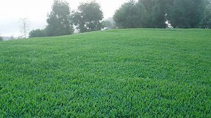 Buffalo Grass | Your Guide | myhomeTURF