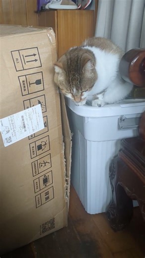 spayed cat :"the big cardboard box is mine." im tired of consently urine marking.any suggestions?