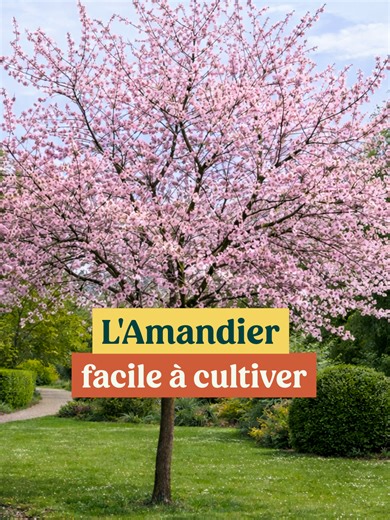L’amandier Prunus Ferraduel est une variété tardive très appréciée pour sa superbe floraison rose pâle et sa bonne résistance aux gelées de printemps. Il peut atteindre une hauteur de 7 mètres s'il est exposé en plein soleil avec un sol léger, bien drainé, même calcaire ! Pour créer un massif harmonieux et fleuri au printemps, l’amandier se marie très bien avec le Prunus Pissardii et le Cognassier du Japon ! #prunusamygdalus #prunusferraduel #fleursdhiver #plantesfleuries #amandier