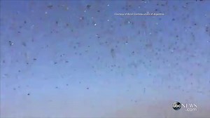 Argentina Infested With Swarms of Locusts
