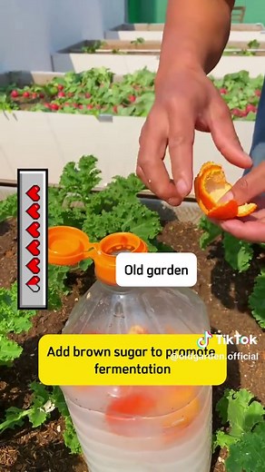 Rice Water Fertilizer for Flowers & Vegetables | Garden Care Tips