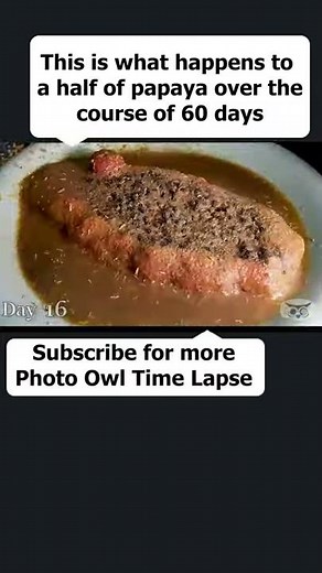 Papaya 60 Days in 14 seconds Time Lapse #shorts