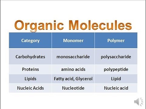 Organic Molecules & Carbohydrates (honors biology) updated