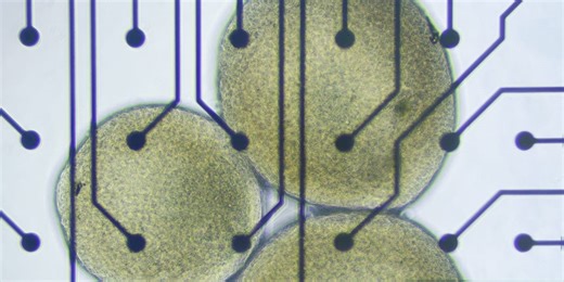 Lab-Grown Human Brain Embodied in a Virtual World