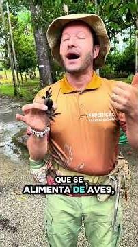 ARANHA CARANGUEJO: o fio da teia da aranha!