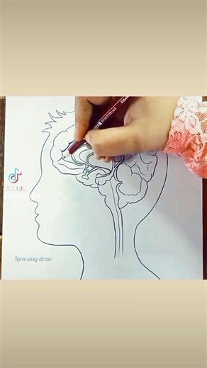 How to draw human brain easy step by step