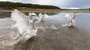 102K views · 4.8K reactions | Did you know Yellowstone releases...