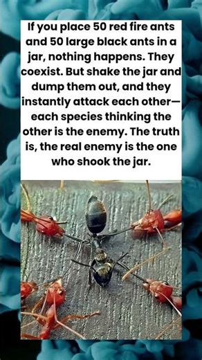 "The Enemy Isn't The Other Species 🌍✨"