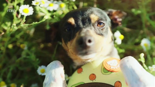 'Dog House': el programa del que todos hablan