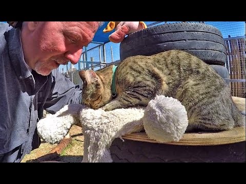 Rescued African WildCat Purrs & Kneads Stuffed Toy Teddy Bear | Cuddles Up For Cat Nap (REPOST)