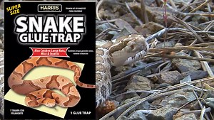 Snake Glue Trap Tray, 1 Glue Trap