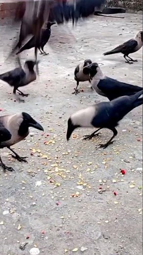 Flying Crows#shorts#birds