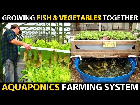 Growing Fish and Vegetables Together..! AQUAPONICS SYSTEMS | Aquaponic Farming Setup Beginners Guide