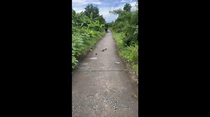 Brave rat defends friend from snake attack in Cà Mau, Vietnam