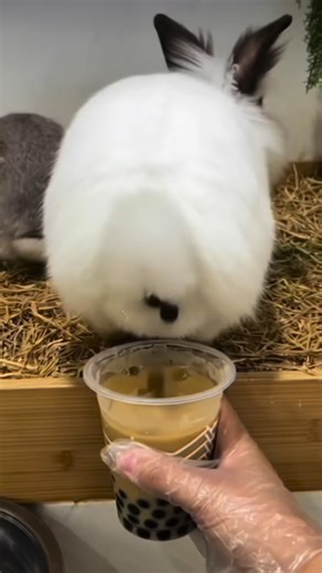 SEVEN DEGREE MILK TEA BUBBLE TEA MARKAZI on Instagram: "😂🐰🧋 Tapioka “qayerdan keladi”? 😄 Internetda shunaqa qiziq videolar yuradi 🤭 Sharik shakli o‘xshab ketgani uchun odamlar turli prekol qiladi 😂 Aslida esa bubble tea’dagi tapioka — o‘simlikdan olinadigan mashhur ingredient 🌱 Eng muhimi — ta’mi zo‘r, kayfiyatni ko‘taradi 😋 📌 Siz ham ko‘rib kuling 📌 Biz esa sifatli bubble tea tayyorlaymiz 🧋 #tapioka #bubblet