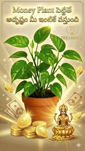 The Best Plants for Attracting Wealth and Prosperity