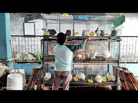 Cleaning Our 3-Tier Rabbit Cage | Tuesday Morning Vlog December 9, 2025