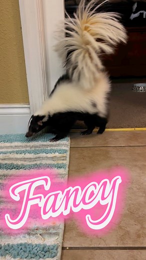 A better angle of Honey’s fancy booty 😂🦨 #skunk #pet #petskunk #exotic #exoticpet #cute #funny #fyp #fypシ #foryoupage #share #viral | Pibbles and Company - Exotic Animal Advocacy