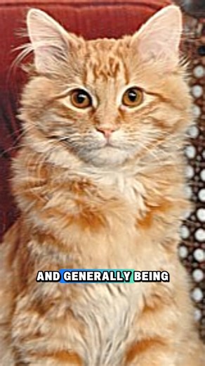 You might have heard of Dewey—the small-town library cat who became a worldwide icon. From being dropped into a book return as a kitten to serving 19 years as Spencer Public Library’s official ambassador, Dewey proved that sometimes the best librarians have four legs and a very specific taste in food. Interested in learning about more famous working cats? Check out my video here: https://www.youtube.com/watch?v=yKYhNI1lTOc #librarycat #workingcat #catswithjobs | Jackson Galaxy