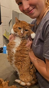 10K views · 303 reactions | Stacy makes shaving and bathing this matted cat look easy! Clients can book an appointment for grooming the littles (25 lbs and under please) by calling the clinic. #catgrooming #catbathing #groomer #jarrettsvillemd | Jarrettsville Vet Center | Facebook