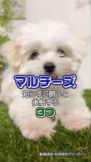 マルチーズを飼う前に知っておきたい！注意すべきポイント3つ #shorts #マルチーズ