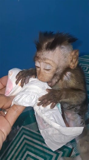 #babymonkey | baby monpai