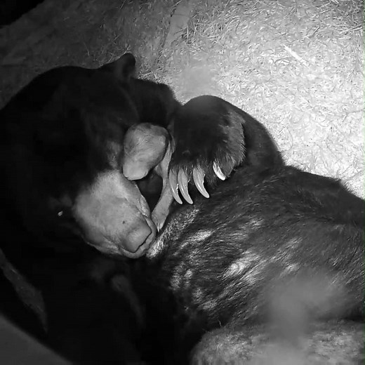 6.2M views · 600K reactions |  UK's FIRST SUN BEAR BORN  After a tough start to life, these RESCUED bears have just had a baby... how amazing is this story?!  | Chester Zoo | Facebook