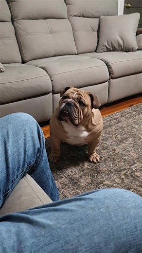 Hank the Bully #englishbulldogsoftiktok #bulldogs