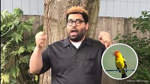 This week on Species Shout Out, Greg highlights a hot, neotropical, flame-colored migrant: The Western Tanager 🔥 | Bird Alliance of Oregon