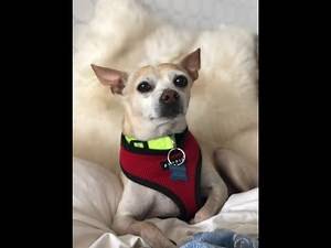 Hector, a male Chihuahua/ Basenji mix at Muttville - ADOPTED!