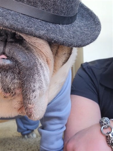 Shrimpy the Boss: Viral Trend & Scammer Warning