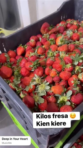 Mabel Pines on Reels