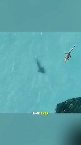 Croc vs Shark: Who Wins a Wild Animals Showdown