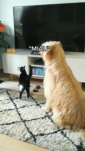 Cómo practicar el nuevo orden de botones con mascotas