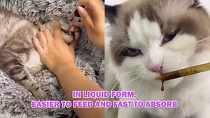 Cat Multivitamin Drops - 15 in 1 Vitamin Supplement for Immune Support, Heart, Bones, Joint, Skin & Coat Health, Bacon Flavor Vitamins for Senior Cats & Kittens (2 Pack, for cat)