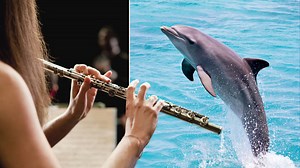 Dolphins respond to flute-playing, proving live music could improve aquatic communication