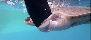 How one injured turtle can swim freely again thanks to a unique prosthetic limb