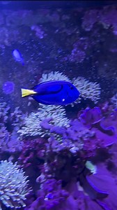 Just keep swimming...🐟 | SEA LIFE London Aquarium™