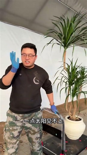 Crush a Dragon's Beard Tree: Easy Steps Inside