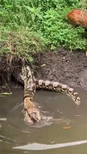 Thirsty Deer vs. Giant Python: A Narrow Escape from Death! 😱🦌🐍