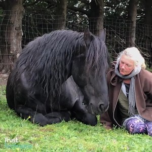 Ready for a change in how humans and animals comprehend each other? The FREE Messages of Trust video series, opens doors to the Trust Technique®. More than a training method, it's a path to mutual regard, deep understanding, and unbreakable trust. Begin a journey towards peaceful, harmonious inter-species relationships today. | The Trust Technique
