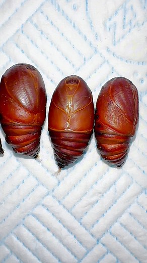 19K views · 340 reactions | The CUTEST dancing moth pupae you’ll see today  (Spanish moon moth) #moths #justforfun | Jumping spider & Moth life | Facebook