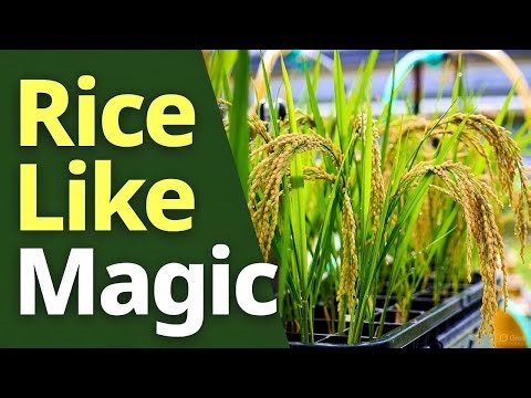 Grow Organic Rice Hydroponically at Home – No Soil Needed