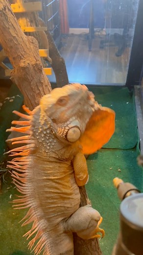 18K views · 281 reactions | Evening mist to help with shedding #pet #iguana #animals #reptile | Rocket The Iggy | Facebook